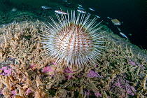 Sea urchin (Echinus acutus) on a rock, Trondheimfjord, Norway, North Atlantic Ocean.