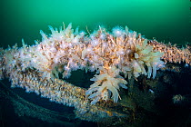 Sea squirts (Ciona intestinalis) and Sea anemone (Protanthea simplex), Trondheimfjord, Norway, North Atlantic Ocean.