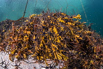 Colony of Brittle star (Ophiocomina nigra) gathered on kelp leaves, Trondheimfjord, Norway, North Atlantic Ocean.