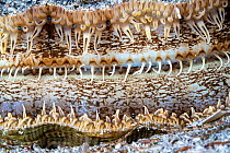 Detail of a Great scallop / King scallop (Pecten maximus) shell, Trondheimfjord, Norway, North Atlantic Ocean.