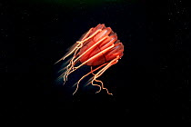 Helmet jellyfish (Periphylla periphylla) drifting in the deep sea, Trondheimsfjord, Norway, Atlantic Ocean.