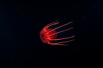 Helmet jellyfish (Periphylla periphylla) drifting in the deep sea, Trondheimsfjord, Norway, Atlantic Ocean.