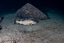 Atlantic cod (Gadus morhua) swimming over seabed, Trondheimfjord, North Atlantic Ocean.