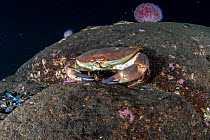 Edible crab (Cancer pagurus) resting on a rock, Trondheimfjord, Norway, North Atlantic Ocean.