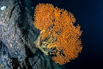 Fan coral (Paramuricea placomus) attached to a rock in deep water, Trondheimsfjord, Norway, Atlantic Ocean.