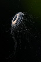 Crystal jellyfish (Aequorea victoria) in deep water, Trondheimsfjord, Norway, Atlantic Ocean.