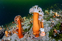 Plumose sea anemone (Metridium senile) on seabed, Trondheimsfjord, Norway, Atlantic Ocean.