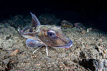 Tub gurnard (Trigla lucerna) on sea floor, Flatanger, Norway, North Atlantic Ocean.