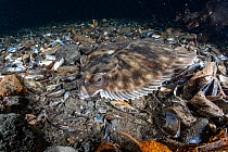Witch flounder (Glyptocephalus cynoglossus) amongst seabed detritus, Flatanger, Norway, North Atlantic Ocean.