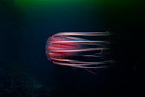 Helmet jellyfish (Periphylla periphylla) a  luminescent, red, jellyfish of the deep sea, Trondheimsfjord, Norway, Atlantic Ocean.