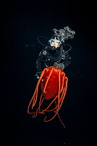 Scuba diver with Helmet jellyfish (Periphylla periphylla), a luminescent, red, jellyfish of the deep sea, Trondheimsfjord, Norway, Atlantic Ocean.