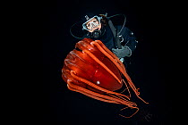 Scuba diver with Helmet jellyfish (Periphylla periphylla), a luminescent, red, jellyfish of the deep sea, Trondheimsfjord, Norway, Atlantic Ocean.