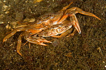 Portunid crab (Liocarcinus depurator), mating pair, Vevang, Norway, Atlantic Ocean.