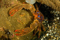 Squat lobster (Galathea strigosa) emerging from rock crevice, Vevang, Norway, Atlantic Ocean.