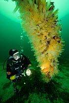 Scuba diver looking at Sea squirts (Ciona intestinalis), Vevang, Norway, Atlantic Ocean. Model released.