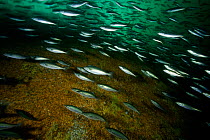 Shoal of Saithe / Coalfish (Pollachius virens), Vevang, Norway, Atlantic Ocean.