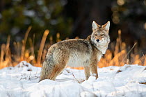 Coyote (Canis latrans) hunting after a fresh snowfall, Yellowstone National Park, Wyoming, USA. October.
