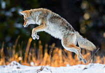 Coyote (Canis latrans) hunting after a fresh snowfall, Yellowstone National Park, Wyoming, USA. October.