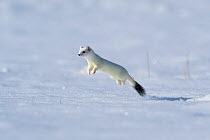 Weasel (Mustela erminea) in winter coat, running through deep snow, Upper Bavaria, Germany, Europe. February.