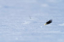 Weasel (Mustela erminea) running through deep snow with only its tail visible, Upper Bavaria, Germany, Europe. February.