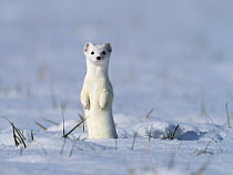 Stoat (Mustela erminea) in winter coat, standing upright in the snow, Upper Bavaria, Germany, Europe. February.