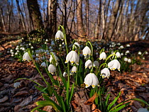 Spring snowflakes (Leucojum vernum) growing on forest floor, Upper Bavaria, Germany, Europe. March.