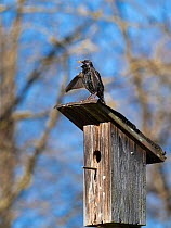 Starling (Sturnus vulgaris) singing on top of its nesting box, Germany, Europe. March.