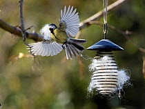 Great tit (Parus major) collecting nesting material, form container with wool, Bavaria, Germany, Europe. April.