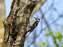 Male Lesser spotted woodpecker (Dryobates minor) perching on tree trunk, Germany, Europe. May.