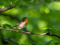 Robin (Erithacus rubecula) perching on a branch, singing, Bavaria, Germany. May.