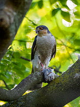 Female Sparrowhawk (Accipiter nisus) perched in  tree clutching its prey, Germany, Europe. May.