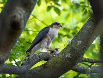 Female Sparrowhawk (Accipiter nisus) perched in a tree  clutching its prey, Germany, Europe. May