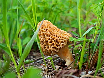 Common morel mushroom (Morchella esculenta) growing in deciduous forest , Upper Bavaria, Germany, Europe. May.