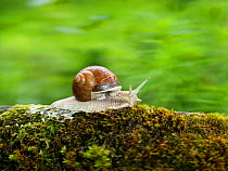 Roman snail (Helix pomatia) creeping across moss, Bavaria, Germany, Europe. May.