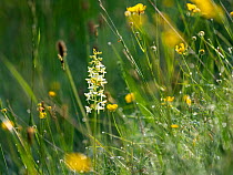 Lesser butterfly orchid (Platanthera bifolia) amongsy wildflowers, Mount Baldo, Italy, Europe. June.