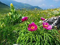Paeony (Paeonia officinalis) flowering,  Mount Baldo Natural Park, Mount Baldo, Italy, Europe. June.