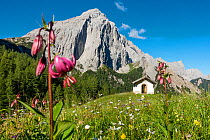 Lilies (Lilium martagon) growing in alpine meadow with small chapel in background, Hallerangeralm, Alps, Austria, Europe. July.