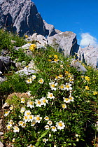 Eightpetal mountain-avens (Dryas octopetala) flowering, Karwendel Mountains, Alps, Austria, Europe. July.