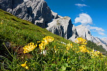 Kidneyvetch (Anthyllis vulneraria alpestris) flowering, Karwendel Mountains, Alps, Austria, Europe. July.