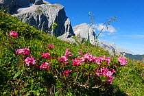 Hairy alpine rose (Rhododendron hirsutum) flowering, Karwendel Mountains, Alps, Austria, Europe. July.