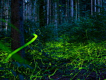 Luminous, glowing light tracks from male Fireflies (Lamprohiza splendidula) in the forest at dusk, Bavaria, Germany, Europe. July.