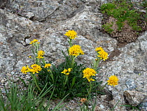 Grey ragwort (Jacobaea incana) flowering, Alps, Grisons, Switzerland, Europe. July.