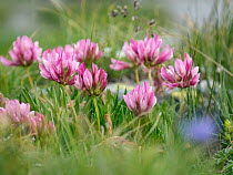 Alpine clover (Trifolium alpinum) flowering, Alps, Grisons, Switzerland, Europe. July.