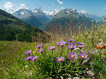 Alpine aster (Aster alpinus) flowering in alpine meadow, Alps, Engadine, Switzerland. July.