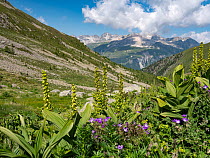 White false hellebore (Veratrum album) growing on a mountainside, Alps, Engadine, Switzerland. July.