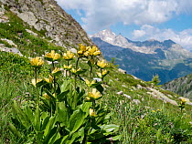 Gentian (Gentiana punctata) in flower on a mountainside, Alps, Engadine, Switzerland, Europe. July.