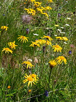 Arnica (Arnica montana) flowering, Alps, Engadine, Switzerland, Europe. July.