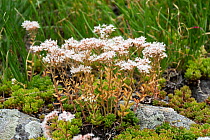 White stonecrop (Sedum album) flowering, Grisons, Switzerland, Europe. July.