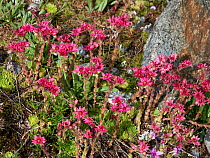 Cobweb houseleek (Sempervivum arachnoideum) in flower, Grisons, Switzerland, Europe. July.