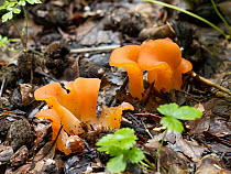 Apricot jelly mushroom (Tremiscus helvelloides) growing on forest floor, Germany, Europe. August.